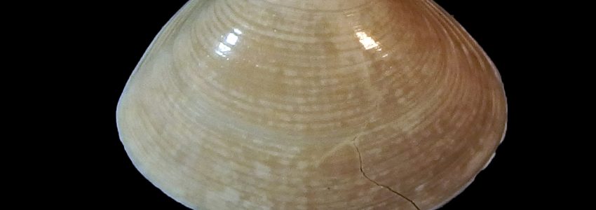 バカガイ（幼貝）