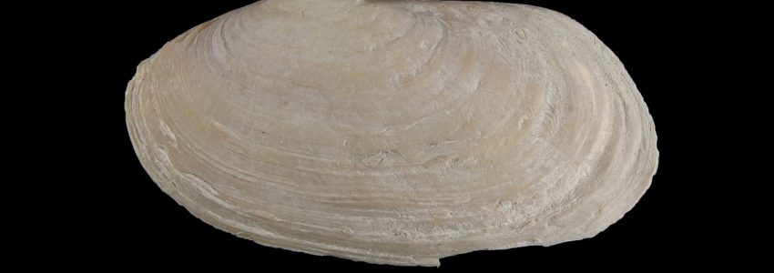 ヒラカモジガイ