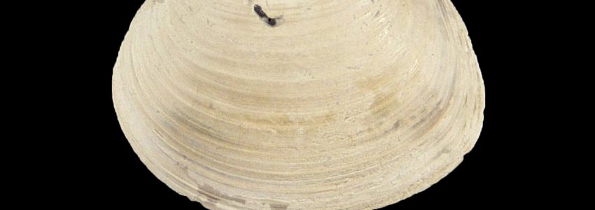 サンダイヤマトシジミ