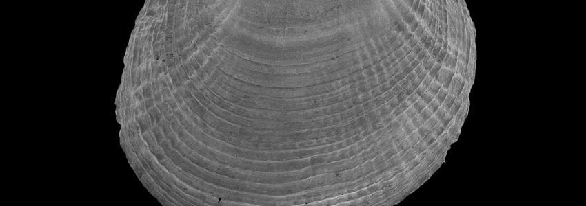 ウメノハナガイ