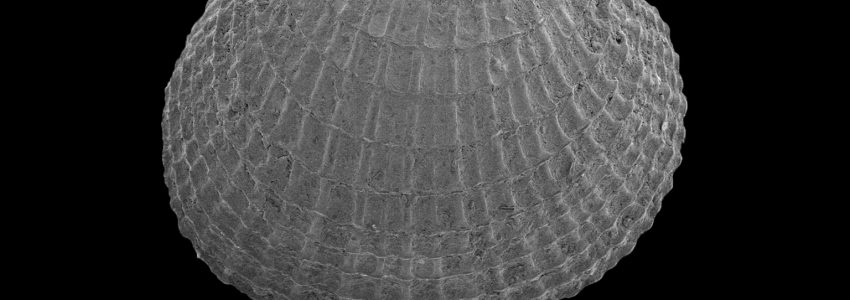 アデヤカヒメカノコアサリ