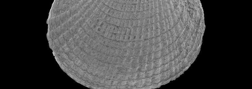 アラウメノハナ