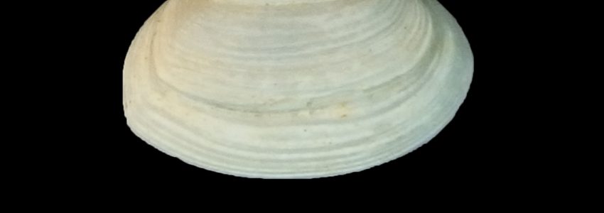 クチベニデ（成長輪不規則）