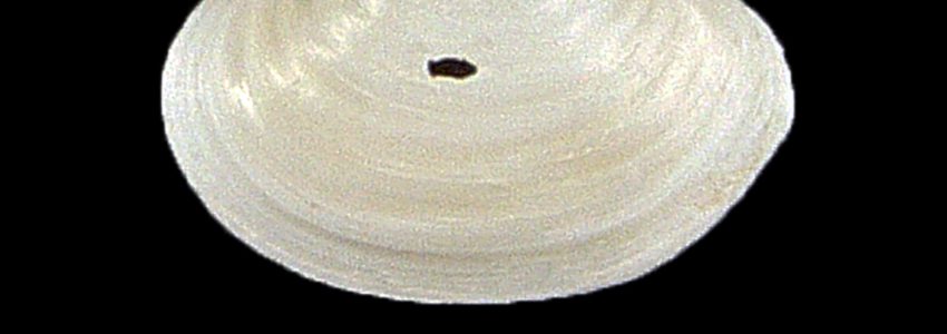 チヨノハナガイ