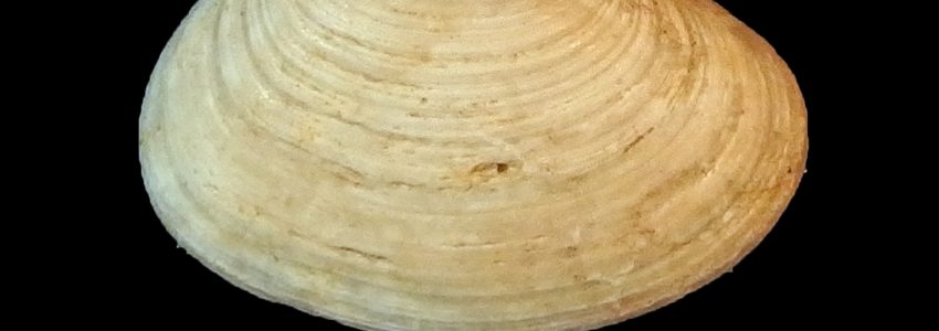 キタノフキアゲアサリ