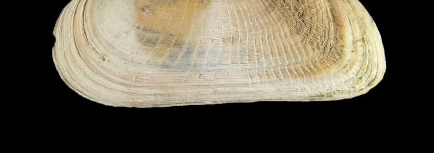 キヌタアゲマキ