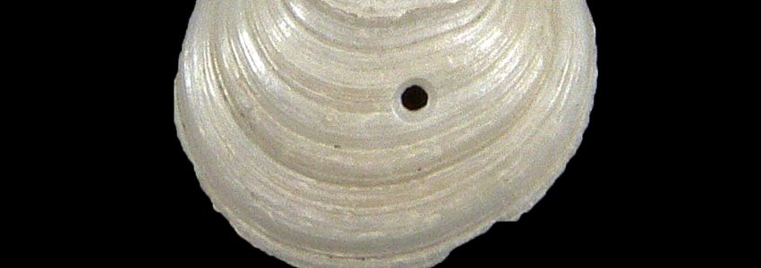 フタバシラガイ