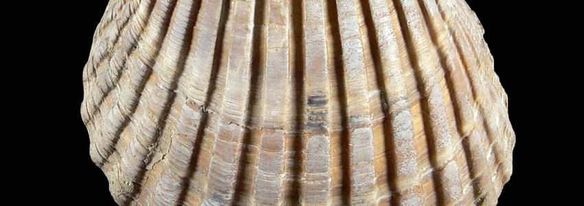 ブラウンスイシカゲガイ