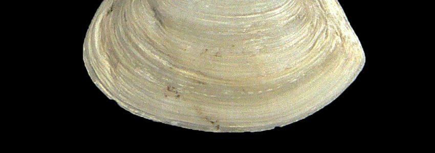 ヒメマスオガイ