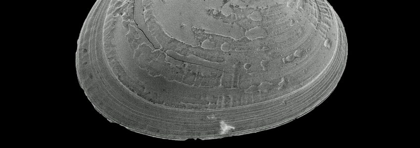 キオロシアサリ（幼貝）