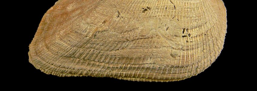 コベルトフネガイ