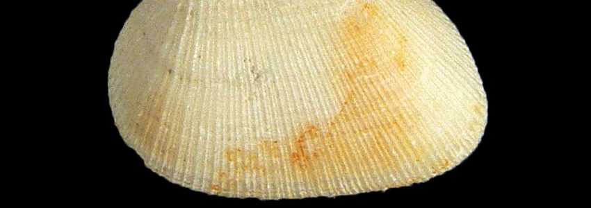 マルミミエガイ