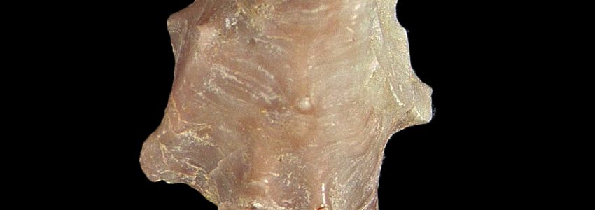 ネコノアシガキ（左殻）