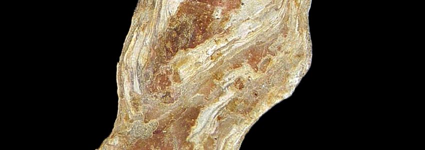 ネコノアシガキ（右殻）