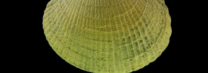 オニアサリ（未成貝）