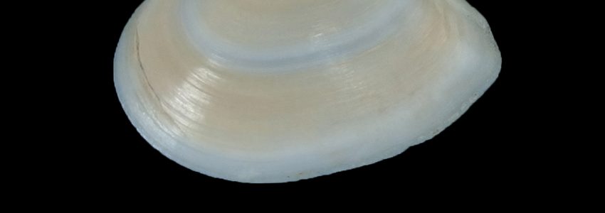 オオモモノハナ