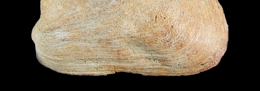 ウネナシトマヤガイ