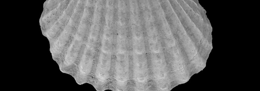 ハイガイ（幼貝）