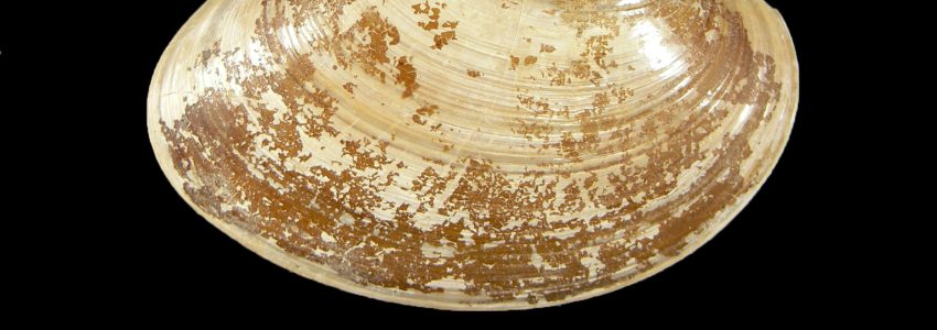 マツヤマワスレ