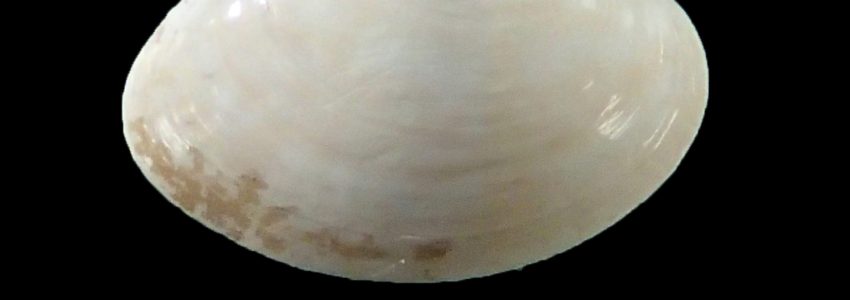 マツヤマワスレ（幼貝）