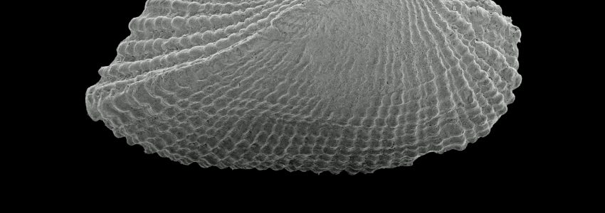 コベルトフネガイ（幼貝）