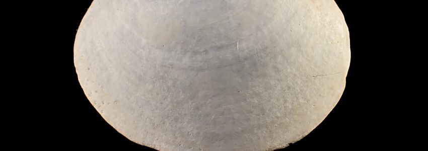 ハマグリ（未成貝）