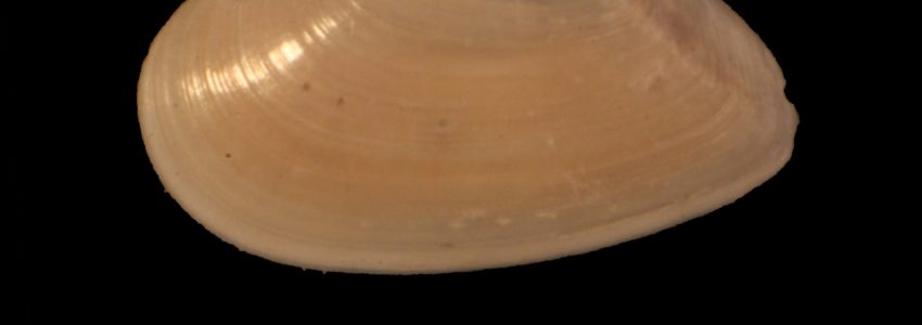 モモノハナガイ